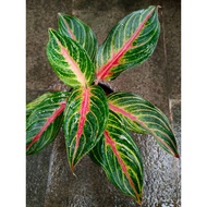 Sindo - Aglaonema Red Sunset Live Plant HQJRZZFKYP