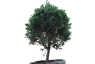 TANAMAN BONSAI CEMARA BIBIT BAHAN BONSAI CEMARA