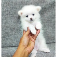 mini pom anjing