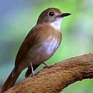 Burung srdc bali jantan