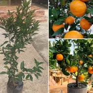 BARU pohon jeruk santang madu bibit pohon jeruk santang madu ASLI
