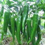 SILI PANIGANG / Siling Haba / Hot Pepper Green / Bicol Express Chili Seeds - 300 seeds