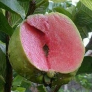 🤪CRAZY SALES 🤪👉Pokok Taiwan Pink Seedless guava/ Pokok Jambu Batu Lohan