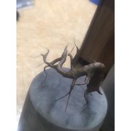 Falling bonsai peach root