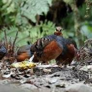 burung puyuh gonggong sepasang pilihan
