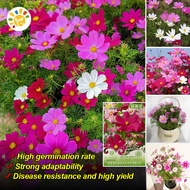 [Easy to plant seeds]100% Fresh Original Dwarf Cosmos Flower Seeds (20 seeds) Rare Mixed Color Galsa