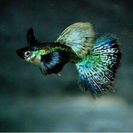 Guppy green dragon