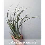 空氣草 Tillandsia tomasellii