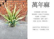 心栽花坊-萬年麻/觀葉植物/綠化環境/綠籬植物/售價500特價400