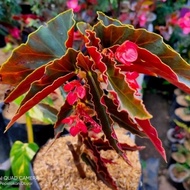 Begonia bunga merah/Tanaman begonia berbunga