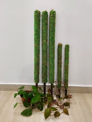 Singapore Handmade 100% pure Lonquen Chilean Sphagnum Moss Pole Totem Pole with Planter Stake no coco fibre / leca balls