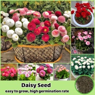 [High Germination] Mixed Color Daisy Seeds (300 Seeds Per Pack) Bonsai Seeds for Planting