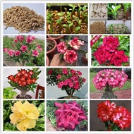 Desert Rose Seeds Bulk Imported Flower Seeds Good Nurturing Dry Resistant Indoor Balcony Four Season