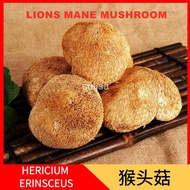 Hericium Erinsceus Mushroom猴头菇Lions Mane Mushroom 猴头菇干货 200g猴头菇蛋白质