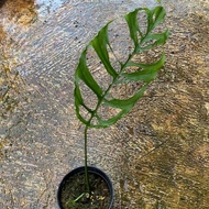 Terlaris monstera obliqua - monstera obliqua peru - obliqua (Baby