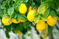 Lemon Plant / Anak Pokok Lemon Hybrid - Fruits in 1 year