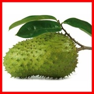 ♘ ✿ ▩ ¤ Guyabano Soursop Seeds 10seeds