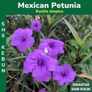 Pokok bunga Ruellia Mexican Petunia Ruellia purple simplex Britton's Wild Petunia SHS Kebun