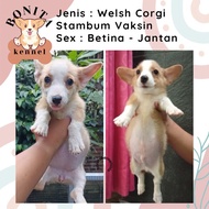Anjing Welsh Corgi Stambum Anakan Anjing Corgi Sable Jantan Betina