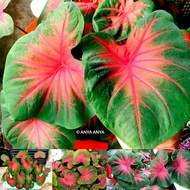 FLORIDA CARDINAL Keladi MURAH Pokok Anak Ubi Caladium CHEAP Plant Bulb Cutting USA Thai Thailand ANYA ANYA