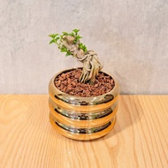 壽娘子小盆栽 金色凸圆形盆器 桌上型室內植物推薦 巧繪網植物館