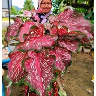 Baja paksa Subur Gha Garden House / Baja Bunga / Baja Buah / Baja Subur by Gha Garden House