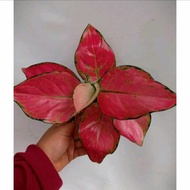 AGLAONEMA RED ANJAMANI MURAH