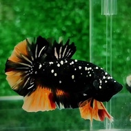 Ikan Cupang Hias Avatar Nemo Cooper Top Grade Premium Betta Quality