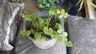 MM- Anak Pokok Pegaga Kampung / Centella Asiatica Sapling / Pokok Ulam Anak Pokok Tanaman Benih Gard