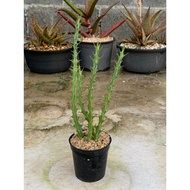 euphorbia knuthii
