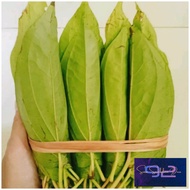 Daun Sirih Karo Sirih Tiga Binanga Demban Medan