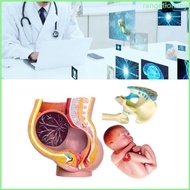 RAN Human Pregnant Pelvis Section Model with  9 Months Baby Fetus Model