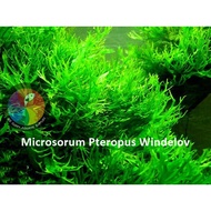 Aquatic Live Plants (Microsorum Pteropus Windelov With Drift Wood) 61
