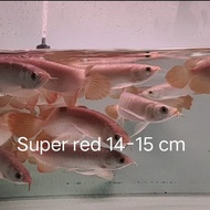 ikan arwana super red