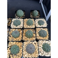 Europe Euphorbia Obesa 3-4cm欧系布纹球 | Rare Succulent | Caudex Plant | Chub Plant