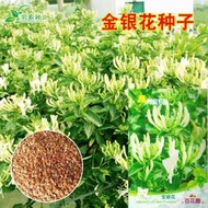 現貨  特價 小欣百貨  金銀花種子 花卉種子 家庭陽臺盆栽四季播 忍冬種子寒氣芳香易種