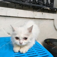 anak kucing/Kitten persia flatnose