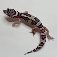 SNOW MACKSNOW LEOPARD GECKO