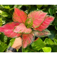 Biji Benih Rare Red Ruby Aglaonema - 3 Seed