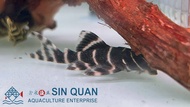 Pleco L204 /L204 Flash Emperor Pleco /Freshwater 金线黑斑马异型/活鱼/异型鱼(Sin Quan Aquaculture Enterprise)