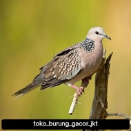 PPC burung tekukur leopard import pilihan