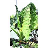 pokok keladi telingagajah atau nama scientific adalah Alocasia odora/ keladi jumbo / keladi gajah /keladi besar