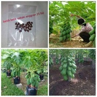 Penghiasan taman Constellation name (optional) (50 SEEDS) BIJI BENIH BETIK SEKAKI HYBRID F1