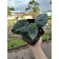 2 Pohon Alocasia Maharani 2 Pohon Alocasia Nebula yitylu 8959ed