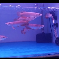 ikan arwana golden red arowana golden red 10cm