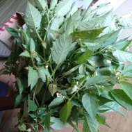 Daun ciplukan /cecendet (akarbatangdaun) Herbal daun ciplukan Atau cecendet/cecenet