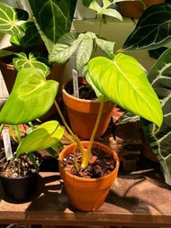 Philodendron ‘Dean McDowell’ 麥兜蔓綠絨 大麥克蔓綠絨 sizeS