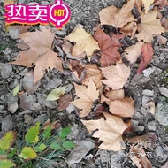 Dried Leaves Natural Maple Leaves Decorative Dried Leaves Fallen Leaves Dried Leaves Stickers Dried 