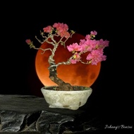 bougainvillea (pink) bonsai