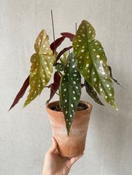 ✨Begonia Maculata 鱒魚秋海棠 ✨